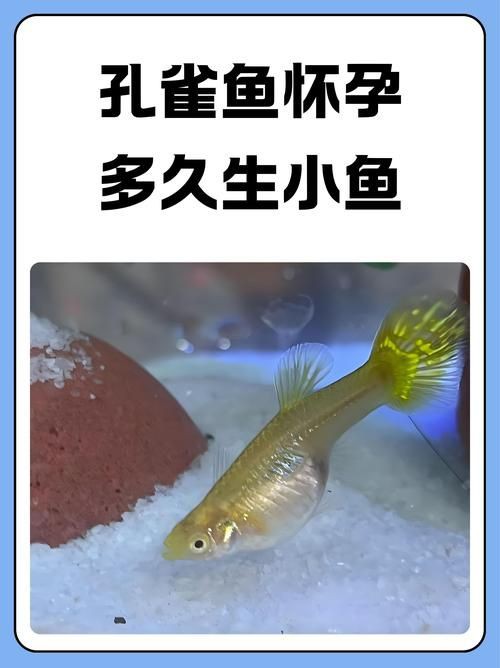 孔雀魚品種大全圖
