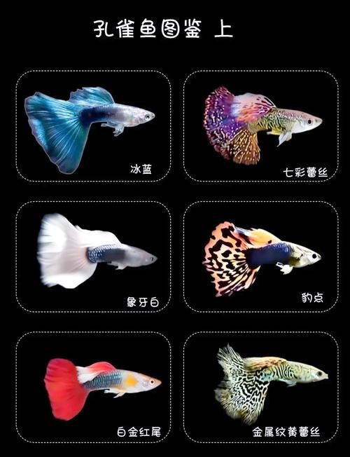 孔雀魚品種大全圖