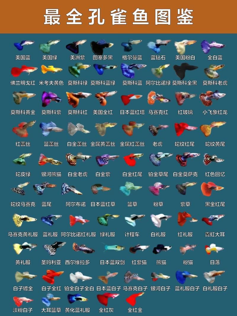 孔雀魚品種大全圖