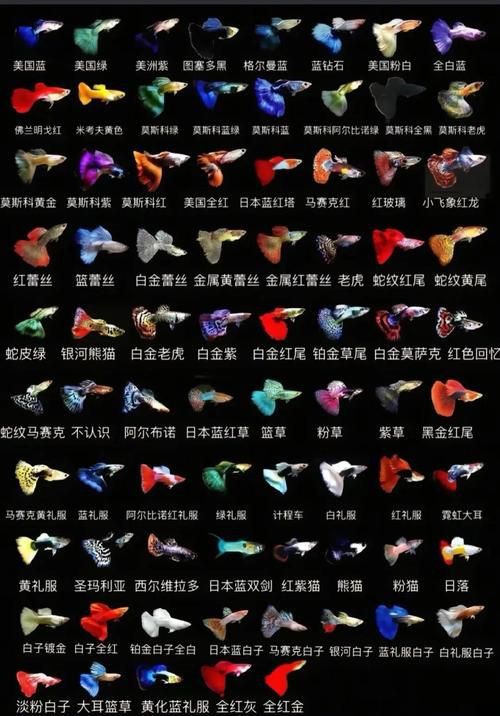 孔雀魚品種大全圖