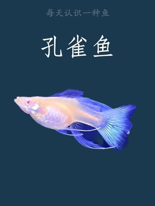 孔雀魚品種大全圖