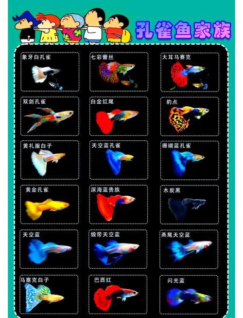 孔雀魚品種大全圖