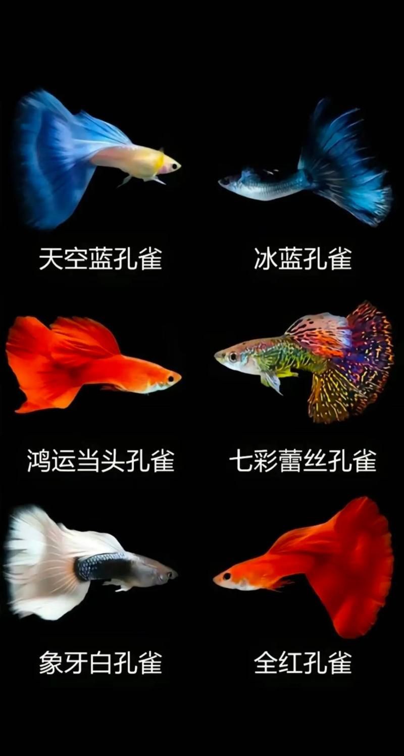 孔雀魚品種大全圖