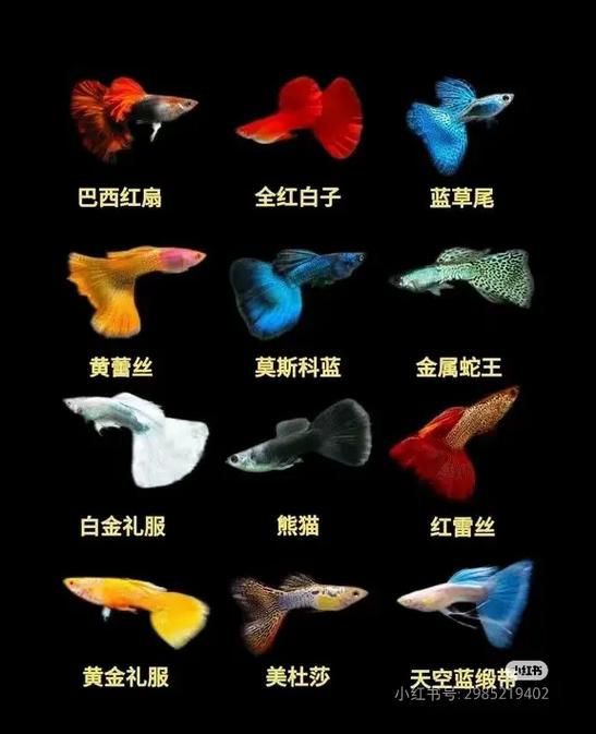 孔雀魚品種大全圖