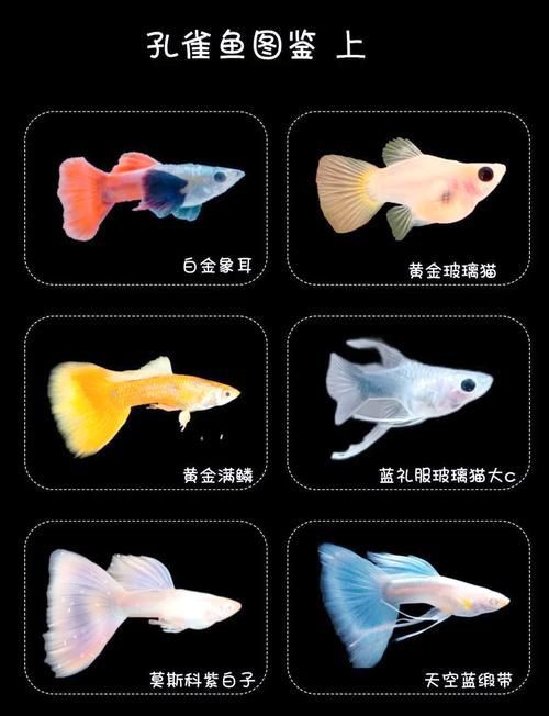 孔雀魚品種大全圖