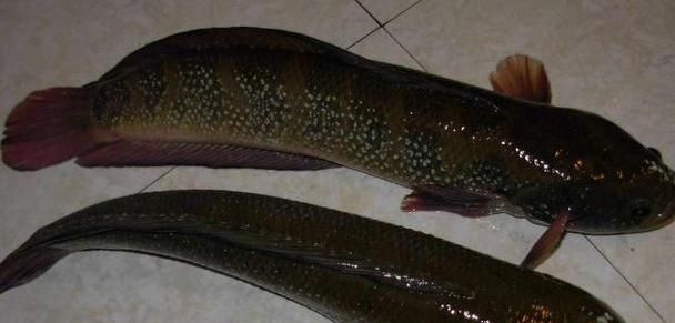 雷龍魚主食吃什么好：如何判斷雷龍魚喂食頻率的最佳實踐