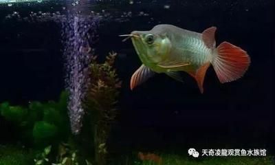 怎么克服龙鱼怕光的情绪问题