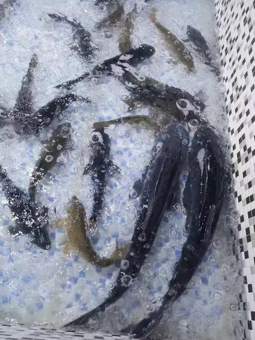 樂山龍魚專賣店