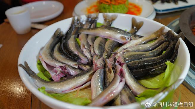 樂山龍魚專賣店