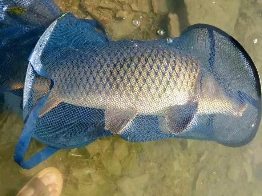 七紋巨鯉魚最佳飼養(yǎng)水溫：七紋巨鯉魚的最佳飼養(yǎng)水溫