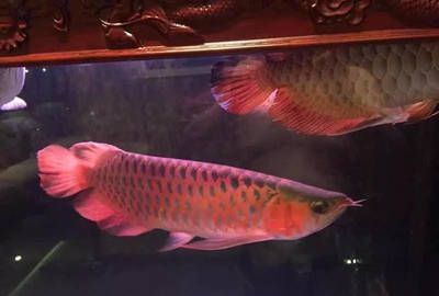 龍魚配虎魚和鸚鵡魚哪個好：龍魚和虎魚混養注意事項，虎魚鸚鵡魚混養成功率不太確定