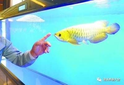 龍魚用自來水可以嗎：龍魚用自來水養龍魚需要經過一定的處理以去除水中的氯氣和其他有害物質 龍魚用自來水可以嗎：龍魚用自來水養龍魚需要經過一定的處理以去除水中的氯氣和其他有害物質 龍魚百科 第3張
