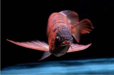 紅龍魚眼睛往里凹：紅龍魚眼睛往里凹可能由多種原因引起