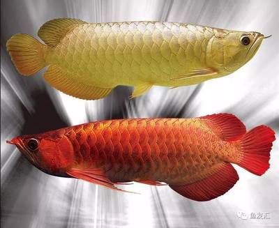 龍魚不愛游動可以添新魚嗎為什么：龍魚不愛游動可以添新魚嗎