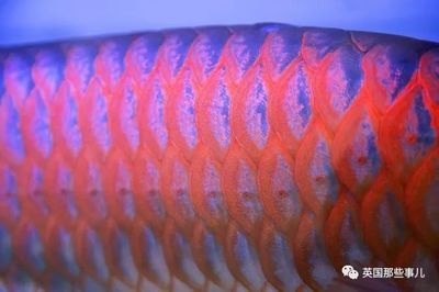 龍魚貴不貴呀怎么看品相（龍魚價格和品相判斷）