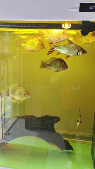 紅龍魚和元寶鳳凰混養好嗎圖片欣賞