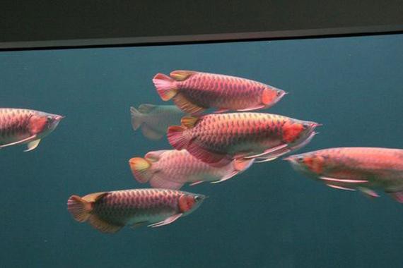 紅龍魚和元寶鳳凰混養好嗎圖片欣賞