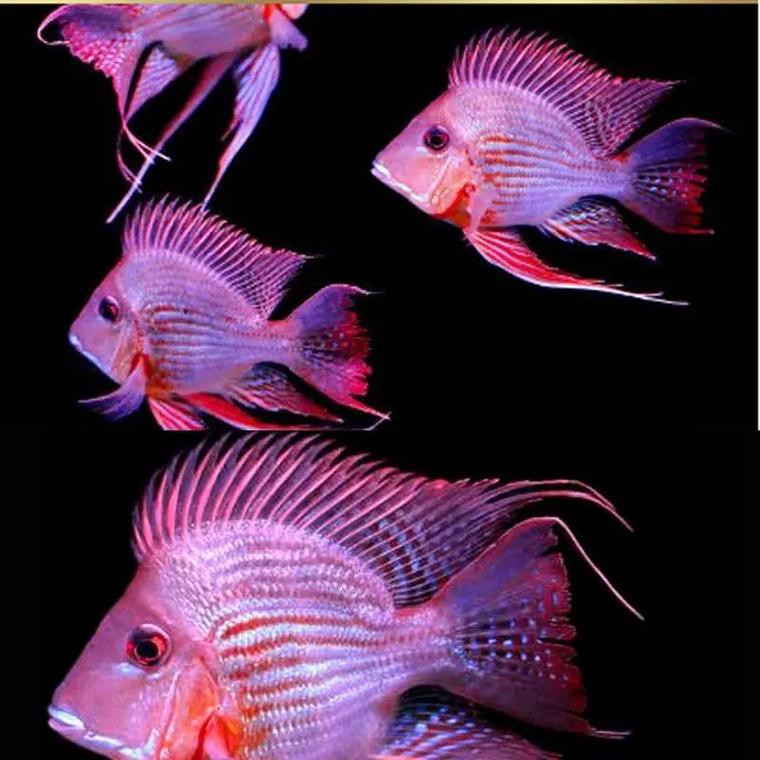 紅龍魚和元寶鳳凰混養好嗎圖片欣賞