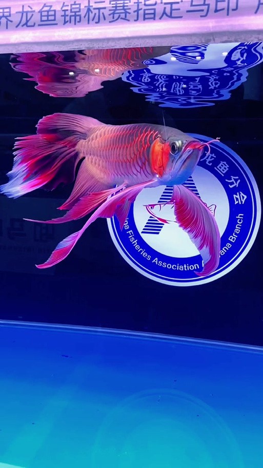 紅龍魚和元寶鳳凰混養好嗎圖片欣賞