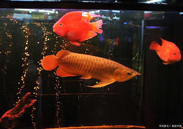 紅龍魚和元寶鳳凰混養好嗎圖片欣賞