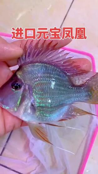 紅龍魚和元寶鳳凰混養好嗎圖片欣賞