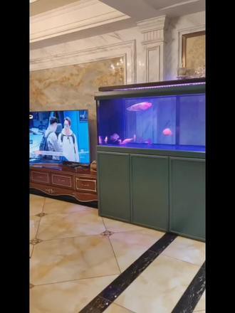 紅龍魚和元寶鳳凰混養好嗎圖片欣賞