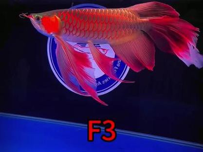 紅龍魚和元寶鳳凰混養好嗎圖片欣賞