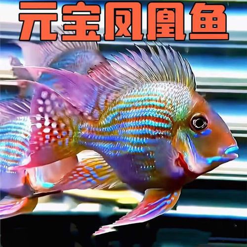 紅龍魚和元寶鳳凰混養好嗎圖片欣賞