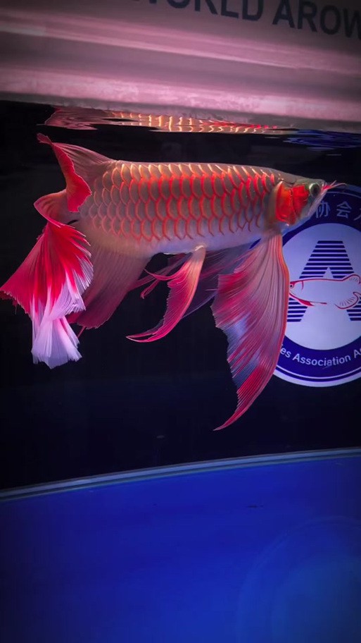 紅龍魚和元寶鳳凰混養好嗎圖片欣賞