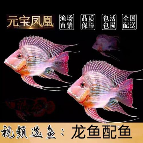 紅龍魚和元寶鳳凰混養好嗎圖片欣賞