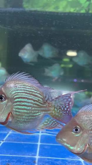 紅龍魚和元寶鳳凰混養好嗎圖片欣賞