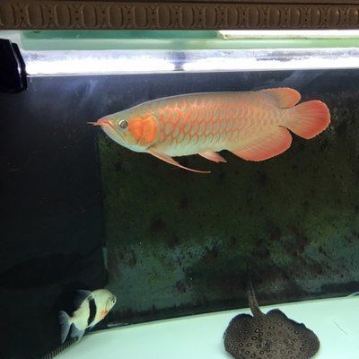 比紅龍魚貴的魚叫什么品種：比紅龍魚更貴的魚類品種及其特點紫艷紅龍的品鑒標準