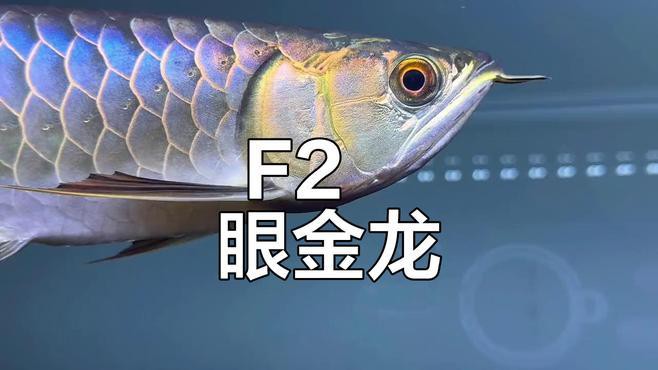 過背金龍魚眼睛是什么顏色