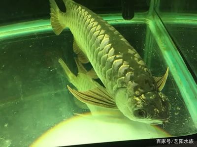 龍魚在一個地方不動怎么辦呀：龍魚在靜止不動時可能遇到的幾種原因及其解決方法