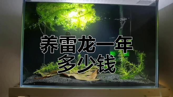 紅龍魚最貴的一條多少錢啊圖片