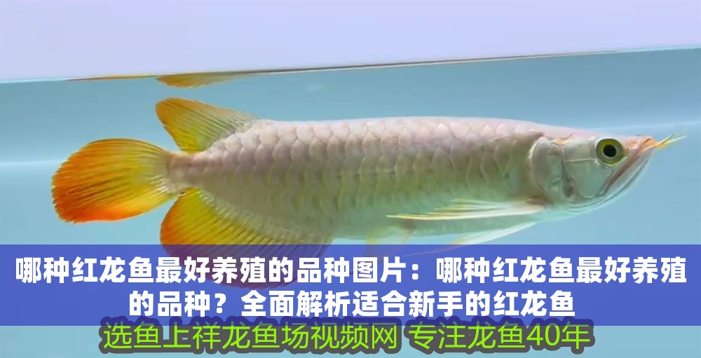 哪種紅龍魚最好養(yǎng)殖的品種圖片：哪種紅龍魚最好養(yǎng)殖的品種？全面解析適合新手的紅龍魚 哪種紅龍魚最好養(yǎng)殖的品種圖片：哪種紅龍魚最好養(yǎng)殖的品種？全面解析適合新手的紅龍魚 龍魚百科 第1張