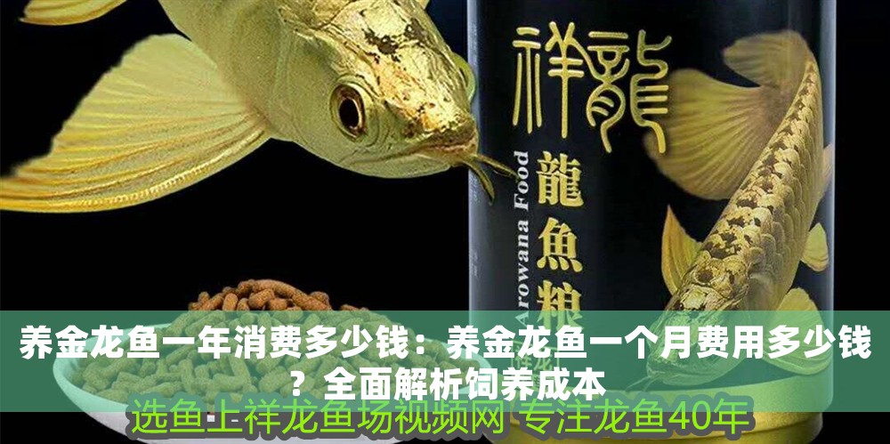 養(yǎng)金龍魚一年消費(fèi)多少錢：養(yǎng)金龍魚一個(gè)月費(fèi)用多少錢？全面解析飼養(yǎng)成本