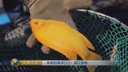 黃龍魚的飼養(yǎng)技術(shù)：黃龍魚養(yǎng)殖技術(shù)