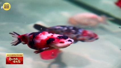 黃龍魚的飼養(yǎng)技術(shù)：黃龍魚養(yǎng)殖技術(shù)