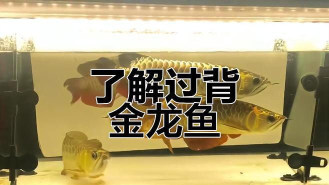 紫底過背藍底金龍有何特點？ 紫底過背藍底金龍有何特點？ 龍魚百科 第3張