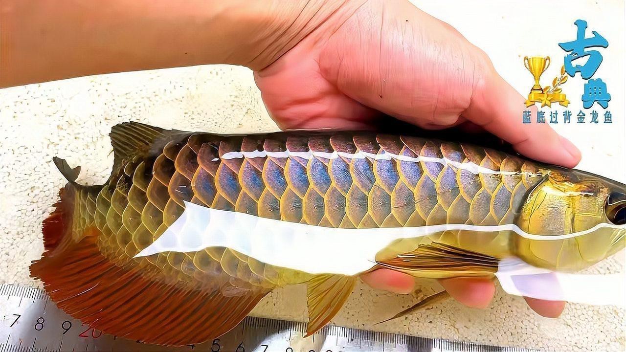 紫底過背藍底金龍有何特點？ 紫底過背藍底金龍有何特點？ 龍魚百科 第4張