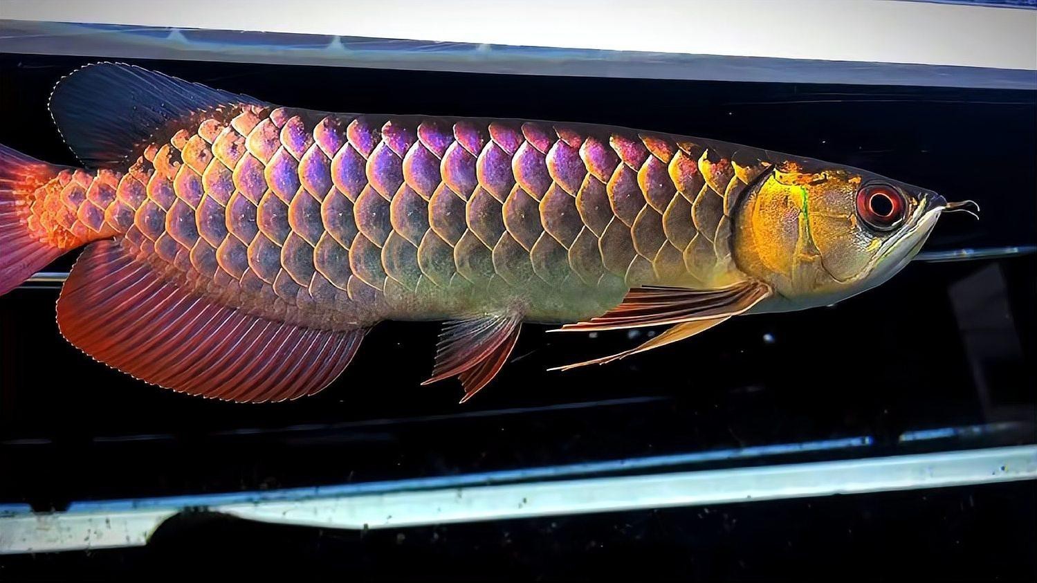 紫底過背藍底金龍有何特點？ 紫底過背藍底金龍有何特點？ 龍魚百科 第2張