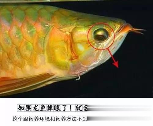 龍魚掉眼原因分析圖表：龍魚為什么會掉眼？