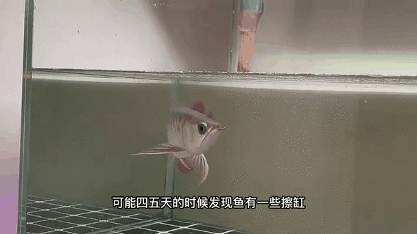 印尼紅龍魚圖片高清壁紙大全豎屏
