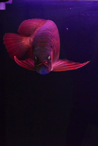 印尼紅龍魚圖片高清壁紙大全豎屏