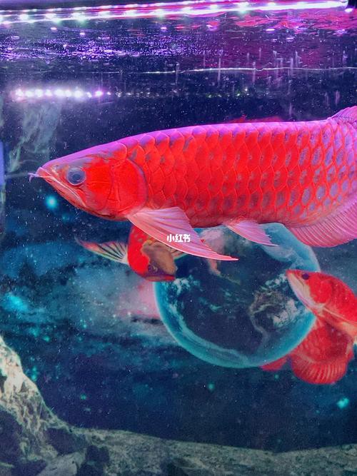 印尼紅龍魚圖片高清壁紙大全豎屏