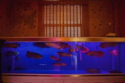 養紅龍魚缸背景什么顏色好：養紅龍魚用什么顏色比較好