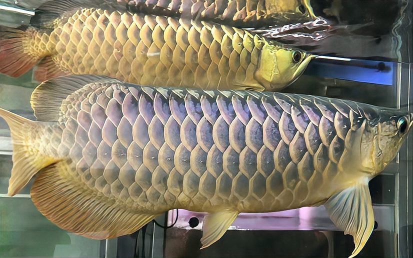 如何提高金龍魚(yú)的受精率？ 如何提高金龍魚(yú)的受精率？ 龍魚(yú)百科 第3張