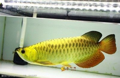 如何區分金龍魚是否為過背：判斷金龍魚是否為過背需要觀察以下幾個方面：過背金龍魚