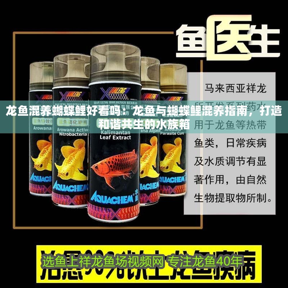 龍魚混養蝴蝶鯉好看嗎：龍魚與蝴蝶鯉混養指南，打造和諧共生的水族箱